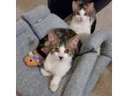 Adopt Alex and Olive (bonded pair) a Domestic Short Hair
