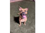 Adopt Willow a American Staffordshire Terrier