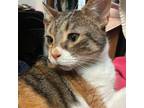 Adopt Lizzy Lounges a Domestic Short Hair