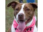 Adopt Mia a Pit Bull Terrier