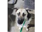 Adopt Morticia a German Shepherd Dog