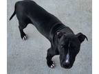 Adopt Luna a Pit Bull Terrier, American Staffordshire Terrier