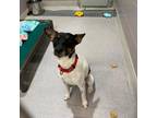 Adopt Ralph - #23-284 a Rat Terrier