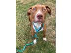 Adopt Brownie a Pit Bull Terrier