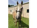 Adopt Buster a Quarterhorse