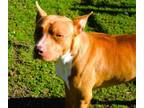 Adopt Frodo a Pit Bull Terrier