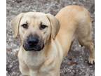 Adopt Dasher a Labrador Retriever