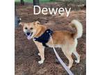 Adopt Dewey a Shepherd, Carolina Dog