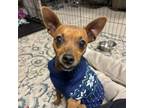 Adopt Orange a Miniature Pinscher, Mixed Breed