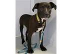 Adopt A679838 a Pit Bull Terrier