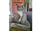 Adopt LOUIE a Domestic Short Hair