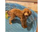 Mutt Puppy for sale in Millmont, PA, USA