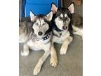 Adopt Bear & Shadow a Husky