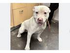 Adopt DODGER a Staffordshire Bull Terrier, Mixed Breed