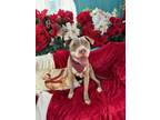 Adopt Adorable, OLAF SWEET, STAFFORDSHIRE HEALTHY a American Staffordshire