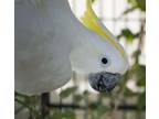 Adopt Kiwi a Cockatoo