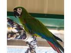 Adopt Cherokee a Macaw