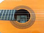 Horugel SC 310 Classical Acoustic Guitar Brown
