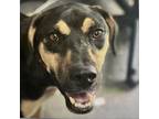 Adopt Roark a Rottweiler