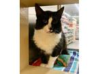 Adopt Stuart a Domestic Medium Hair