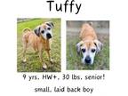 Adopt Tuffy a Mixed Breed, Beagle