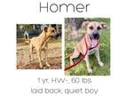 Adopt Homer a Black Mouth Cur