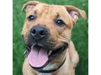 Adopt Orion a Pit Bull Terrier