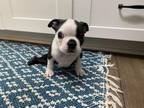 Adopt Rhett a Boston Terrier