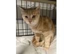 Adopt Gremlin a Domestic Short Hair