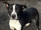 Adopt max a Border Collie, American Staffordshire Terrier