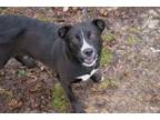 Adopt Aang a Labrador Retriever, Pit Bull Terrier