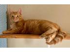 Adopt MILO a Domestic Short Hair