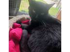 Adopt Simon a Domestic Short Hair