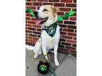 Adopt Teddy BAC 0822 a Great Pyrenees