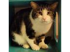 Adopt Chester a Domestic Short Hair