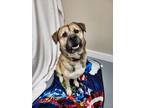 Adopt Jackson a Mastiff