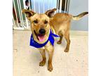 Adopt Colby a Shepherd