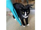 Adopt Herman a Domestic Short Hair