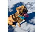 Adopt Zoro a American Staffordshire Terrier
