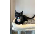 Adopt Arnold a Domestic Short Hair