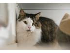 Adopt Bing a Domestic Long Hair, Domestic Short Hair