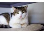 Adopt Horace a Domestic Short Hair