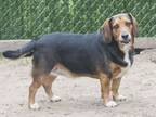 Adopt Otis a Beagle