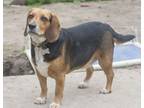 Adopt Milo a Beagle