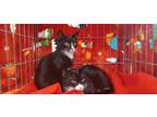 Adopt Robin & Robbie a Domestic Short Hair