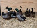 Adopt Rouen Drake 6 a Duck