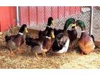 Adopt Rouen Drake 5 a Duck