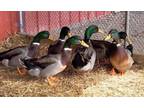 Adopt Ralphie a Duck