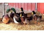 Adopt Rouen Drake 3 a Duck