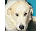Adopt Dorian in AL - Calm, Sweet & Very Affectionate! a Great Pyrenees